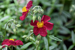 Dazzler Rock Rose (Helianthemum 'Dazzler') at A Very Successful Garden Center