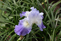 Clarence Iris (Iris 'Clarence') at A Very Successful Garden Center