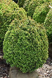 Dwarf English Boxwood (Buxus sempervirens 'Suffruticosa') at A Very Successful Garden Center