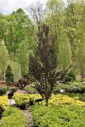 Red Fox Katsura Tree (Cercidiphyllum japonicum 'Rotfuchs') at A Very Successful Garden Center