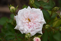 White Drift Rose (Rosa 'Meizorland') at Lakeshore Garden Centres