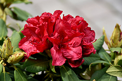 Scarlet Romance Rhododendron (Rhododendron 'Scarlet Romance') at A Very Successful Garden Center