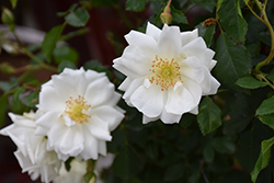 Flower Carpet White Rose (Rosa 'Flower Carpet White') at Lakeshore Garden Centres