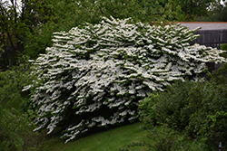 Maries Doublefile Viburnum (Viburnum plicatum 'Mariesii') at Lakeshore Garden Centres