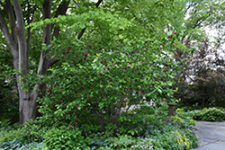Hartlage Wine Sweetshrub (Calycanthus 'Hartlage Wine') at A Very Successful Garden Center