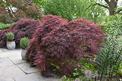 Crimson Queen Japanese Maple (Acer palmatum 'Crimson Queen') at A Very Successful Garden Center