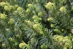 Yewtopia Plum Yew (Cephalotaxus harringtonia 'Plania') at Lakeshore Garden Centres
