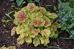 Miracle Coral Bells (Heuchera 'Miracle') at A Very Successful Garden Center