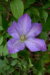 Solina Clematis (Clematis 'Solina') at Stonegate Gardens