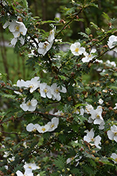 Altai Scots Rose (Rosa spinosissima var. altaica) at Stonegate Gardens