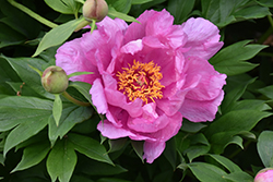 First Arrival Peony (Paeonia 'First Arrival') at A Very Successful Garden Center