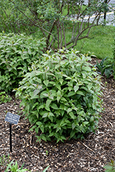 Troja Black Georgia Bush Honeysuckle (Diervilla rivularis 'Troja Black') at A Very Successful Garden Center
