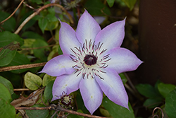 Kimi'Idera Clematis (Clematis 'Kimi'Idera') at A Very Successful Garden Center