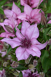 Giselle Clematis (Clematis 'Evipo051') at Lakeshore Garden Centres