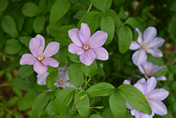 Sugar-Sweet Lilac Clematis (Clematis 'Delightful Scent') at Lakeshore Garden Centres