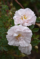 Stanwell Perpetual Rose (Rosa 'Stanwell Perpetual') at Lakeshore Garden Centres