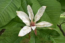 Large Leaf Umbrella Magnolia (Magnolia macrophylla x tripetala) at A Very Successful Garden Center