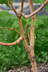 Phoenix Snakebark Maple (Acer x conspicuum 'Phoenix') at A Very Successful Garden Center