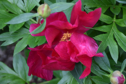Scarlet Heaven Itoh Peony (Paeonia 'Scarlet Heaven') at Golden Acre Home & Garden