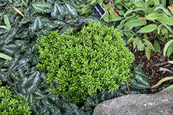 Hohman's Dwarf Boxwood (Buxus microphylla 'Hohman's Dwarf') at Lakeshore Garden Centres