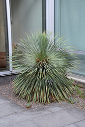 Sapphire Skies Yucca (Yucca rostrata 'Sapphire Skies') at A Very Successful Garden Center