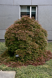 Orangeola Cutleaf Japanese Maple (Acer palmatum 'Orangeola') at Stonegate Gardens