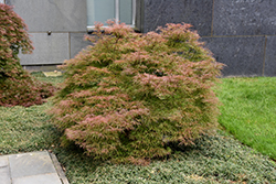 Baldsmith Japanese Maple (Acer palmatum 'Baldsmith') at A Very Successful Garden Center