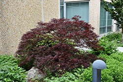 Red Dragon Japanese Maple (Acer palmatum 'Red Dragon') at Lakeshore Garden Centres
