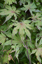 Amber Ghost Japanese Maple (Acer palmatum 'Amber Ghost') at A Very Successful Garden Center