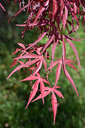 Red Spider Japanese Maple (Acer palmatum 'Red Spider') at Stonegate Gardens