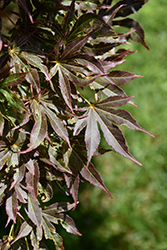 Tsukushi Gata Japanese Maple (Acer palmatum 'Tsukushi Gata') at Stonegate Gardens