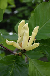 Anilou Magnolia (Magnolia 'Anilou') at A Very Successful Garden Center