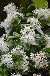China Snow Chinese Fringetree (Chionanthus retusus 'China Snow') at A Very Successful Garden Center