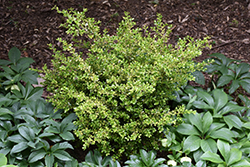 Golden Dream Boxwood (Buxus microphylla 'Peergold') at A Very Successful Garden Center