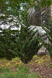 Robusta Juniper (Juniperus chinensis 'Robusta') at Stonegate Gardens