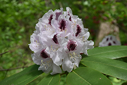 Calsap Rhododendron (Rhododendron 'Calsap') at Stonegate Gardens