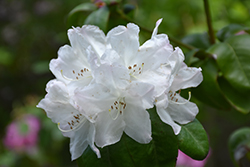 Finlandia Rhododendron (Rhododendron 'Finlandia') at A Very Successful Garden Center