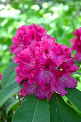 Besse Howells Rhododendron (Rhododendron 'Besse Howells') at A Very Successful Garden Center