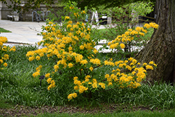 Sundance Yellow Azalea (Rhododendron 'Sundance Yellow') at A Very Successful Garden Center