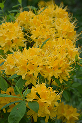 Sundance Yellow Azalea (Rhododendron 'Sundance Yellow') at A Very Successful Garden Center