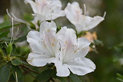 Treasure Azalea (Rhododendron 'Treasure') at A Very Successful Garden Center