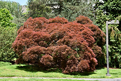 Dissectum Ornatum Japanese Maple (Acer palmatum 'Dissectum Ornatum') at A Very Successful Garden Center