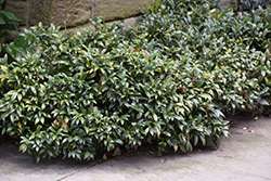Sweet Box (Sarcococca confusa) at Stonegate Gardens