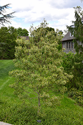 Tensaw Sweetbay Magnolia (Magnolia virginiana 'Tensaw') at A Very Successful Garden Center