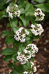 Fragrant Abelia (Abelia mosanensis) at A Very Successful Garden Center