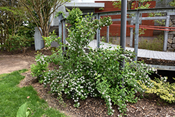 Fragrant Abelia (Abelia mosanensis) at A Very Successful Garden Center