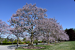 Royal Empress Tree (Paulownia tomentosa) at A Very Successful Garden Center