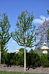 Peve Minaret Baldcypress (Taxodium distichum 'Peve Minaret') at A Very Successful Garden Center