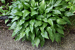 Lanceleaf Hosta (Hosta lancifolia) at Lakeshore Garden Centres
