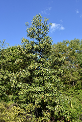Green Shadow Sweetbay Magnolia (Magnolia virginiana 'Green Shadow') at A Very Successful Garden Center